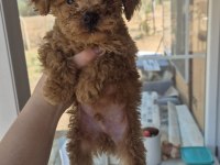 MUHTEŞEM POODLE MINIKLER
