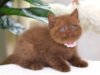 Zarafet Timsali Chocolate British Shorthair