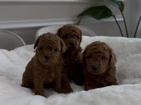 Kore kanı toy Poodle yavrular