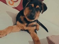 Rottweiler erkek yavru