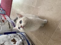 British Shorthair Erkek