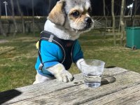 Shih Tzu Erkek Köpeğimiz