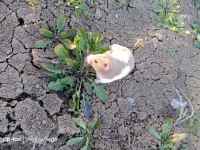 Eğitimli hamster pamuk
