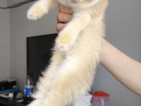 British golden ny12 shorthair yavrular
