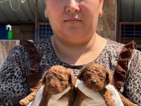 Toy poodle yavru köpeklerim