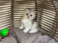 40 günlük british shorthair erkek