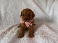 Kore Poodle Bebekler