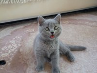 SAFKAN BRİTİSH YAVRU