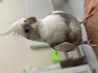 Yavru alınmış albino white face çift sultan papağanı