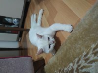 8 aylık british shorthair oğlumuzu sahiplendiriyoruz