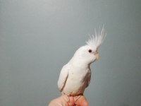 Albino ve Lutino Sultan Papağanı
