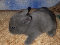 Netherland dwarf hollanda cücesi tavşan