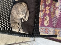 Scottish Dişi Kedimiz