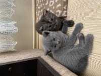 British shorthair erkek ve dişi