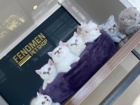 En Güzel Brıtısh Shorthaır Yavrularımız Fenomen Pets Ank