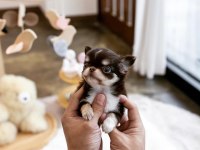 Three color wc eğitimli longhair chihuahua