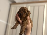 ORJINAL DARK RED TOY POODLE YAVRULARIM