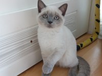 Safkan british shorthair blue point