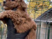 Poodle yavrumuz yeni yuvasını arıyor
