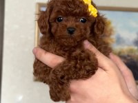 Kuyruksuz Kore Poodle Red brown bebekler