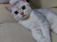 british shorthair erkek