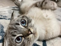 Dişi scottish fold kedimiz için yuva arıyoruz