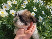 Safkan SHİH TZU
