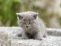 British shorthair bebekler