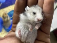 Hamster İçin Ulaşın