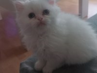 Mavi göz exotic chinchilla melezi yavrular