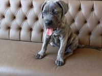 Dişi cane corso yavru