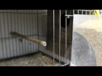 Eğitmelik ve Hazır Çift Kuşlar