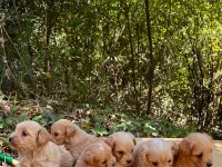 Harika Maltipoo Yavrularımız