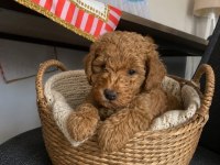 Toy Poodle Yavrular Irk Sağlık Garantili