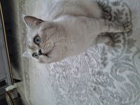 2 yaşında erkek british shorthair