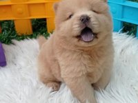 Teddy Bear Face Chow Chow Puppies