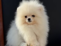 Yasal ruhsatlı çiftlikden ziyarete açık pomeranian