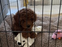 Toy Poodle 2 Aylık Yavru
