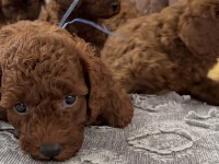 Toy poodle yavrular