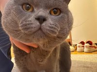 2 aylık ayı surat British Shorthair