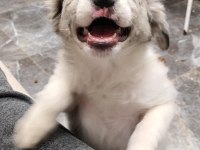 Fcı Kıf Şecereli Evraklı Blue merle dişi border collie