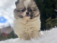 Pomeranian boo dişi yavrularımız