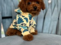 KORE KAN IRK VE SAĞLIK GARANTİLİ AŞILI ERKEK YAVRU POODLE