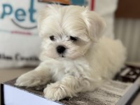 Wc eğitimli tea cup kore kan maltese yavrumuz