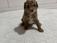 KUCUK YAKISIKLI POODLE COCUKLAR