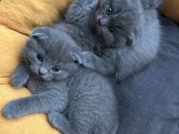 2 AYLIK SCOTTISH FOLD KEDILER