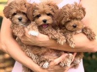 DİZAYN IRK MALTİPOO YAVRULAR