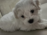 Özel Şartlarla Sahiplendirilecek Maltese Terrier