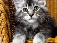 MAİNE COON DEV YAVRU KEDİLER