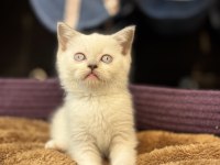 British Shorthair Güzelliği